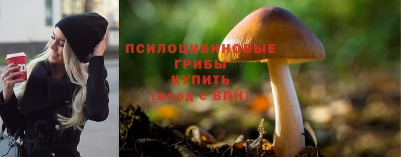 купить наркотики цена  Джанкой  Псилоцибиновые грибы Psilocybe 